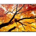 Sharp PN-M552 55" Large Commercial Display UHD